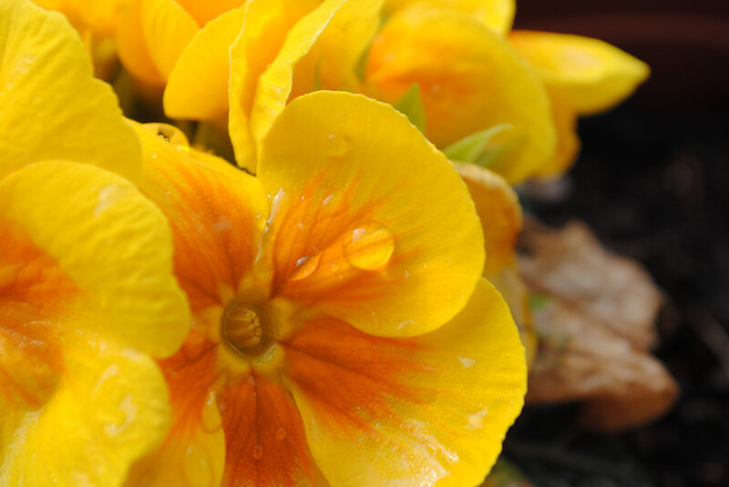 Yellow Pansy Flowers — Serene, Photograph