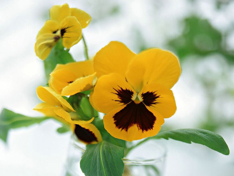 Yellow Pansy Flowers — Serene