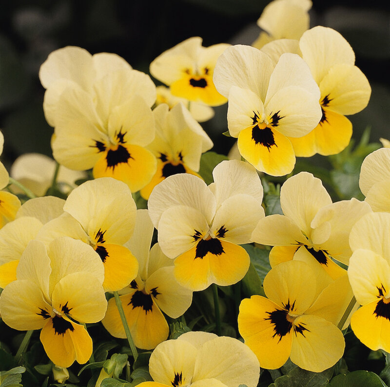 yellow pansy flowers