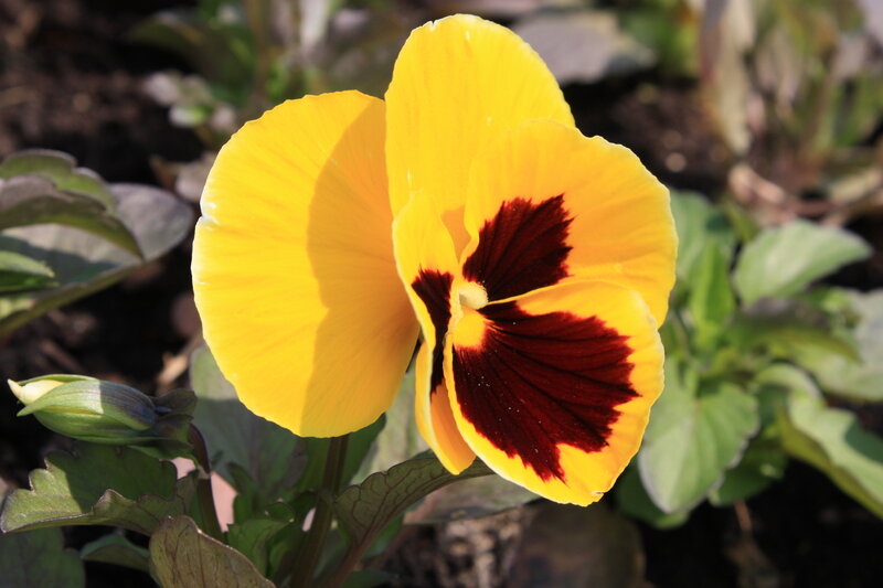 Yellow pansy with dark center