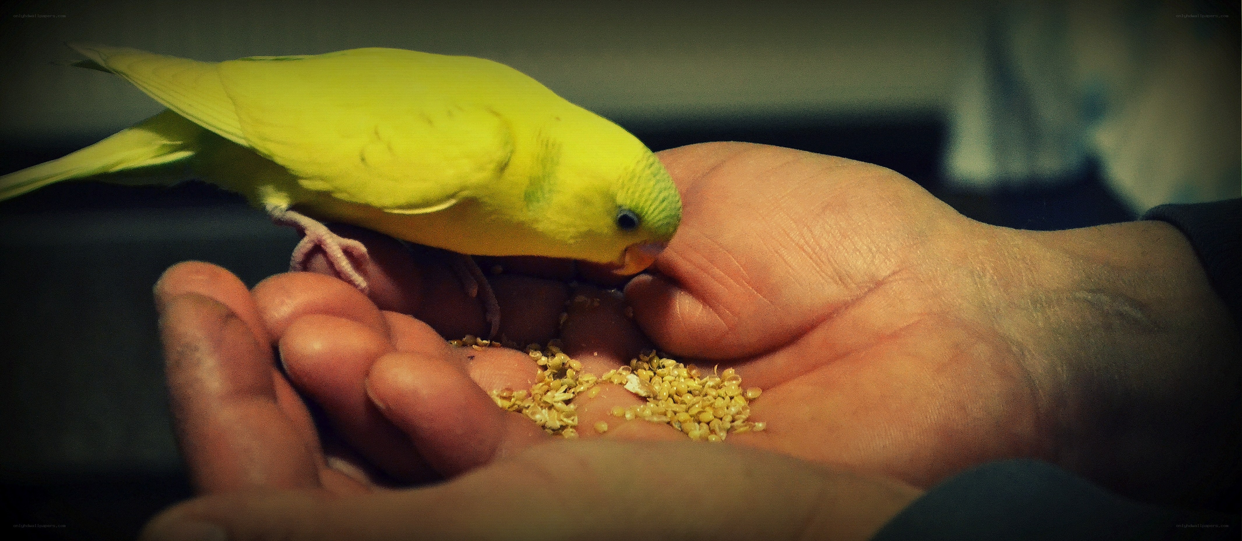 yellow parakeet eating from hand