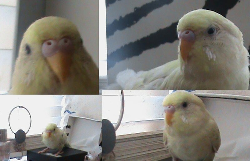 yellow parakeet in four views