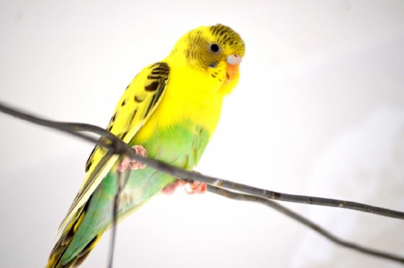 Yellow Parakeet on Branch