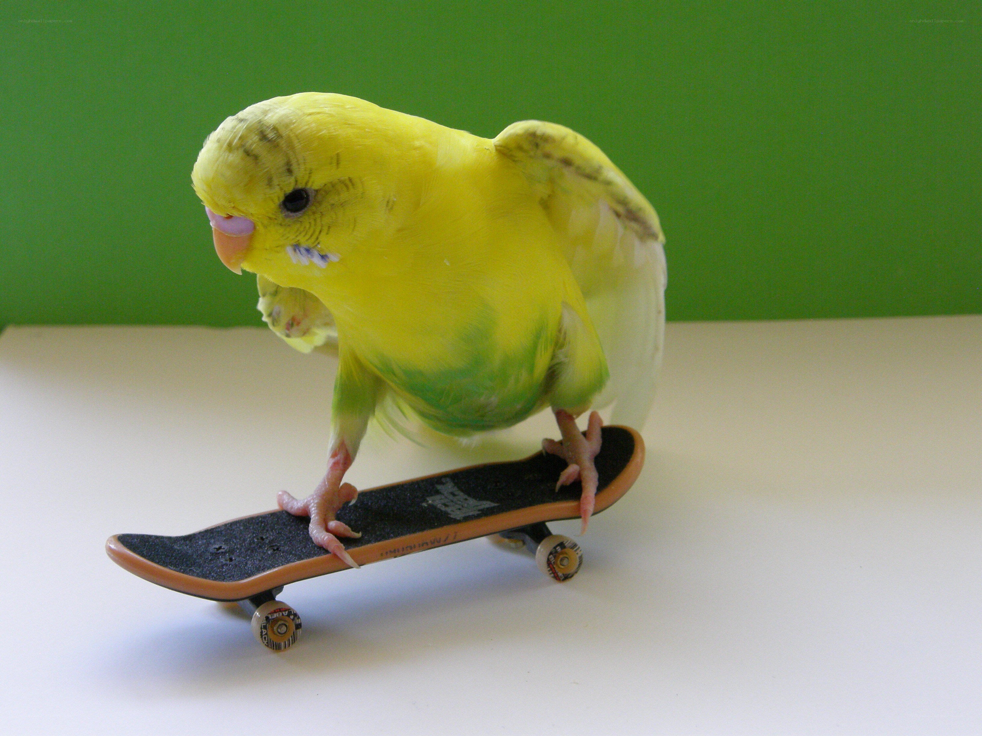 yellow parakeet on skateboard