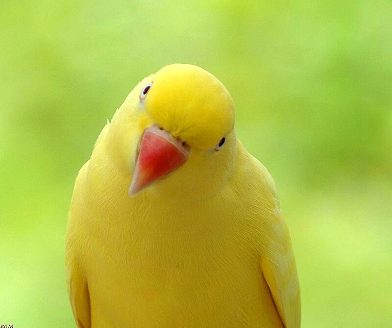Yellow Parrot Bird