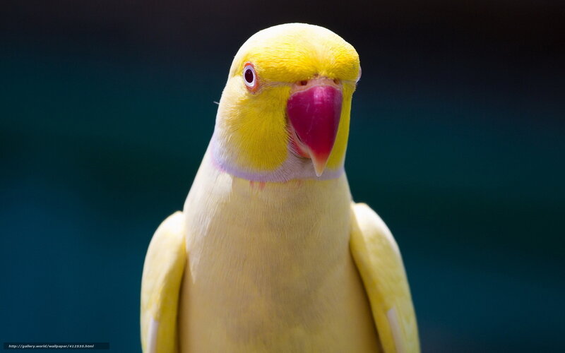 Yellow Parrot — Calm, Photograph, Bird