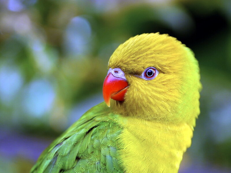 Yellow Parrot — Calm, Photograph