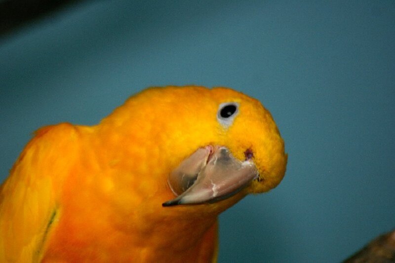 Yellow Parrot — Calm