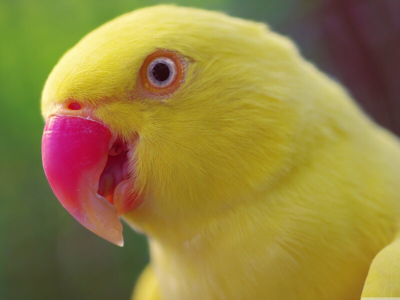 Yellow Parrot Close-up — Calm