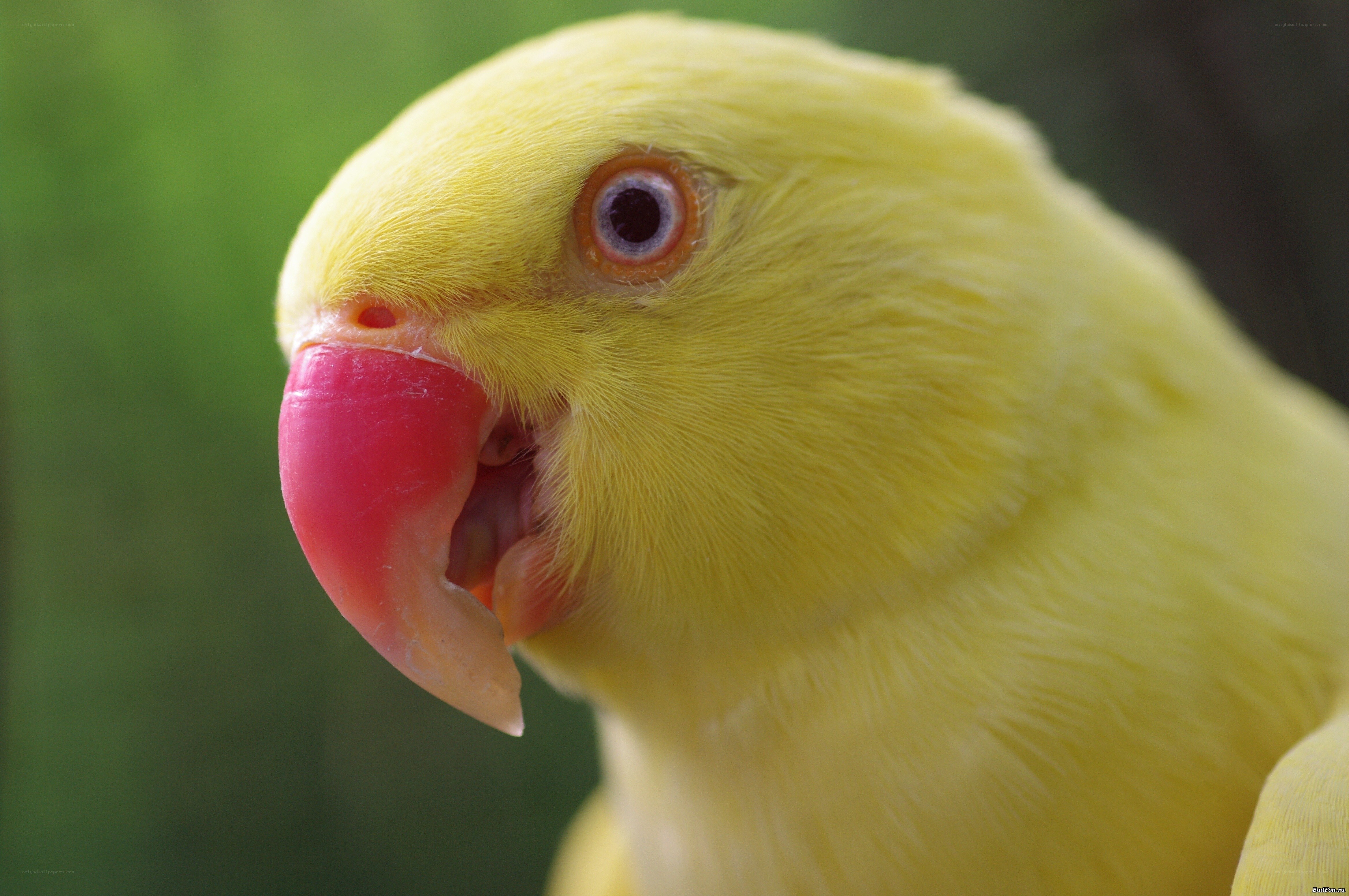 yellow parrot close-up