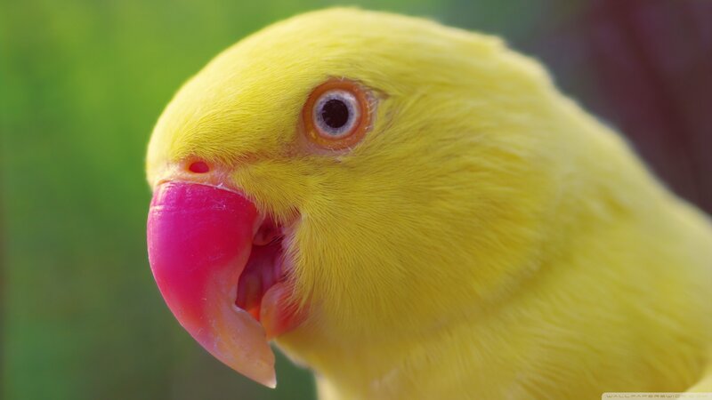 Yellow Parrot Head — Calm