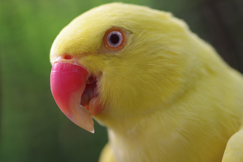 Yellow Parrot Head