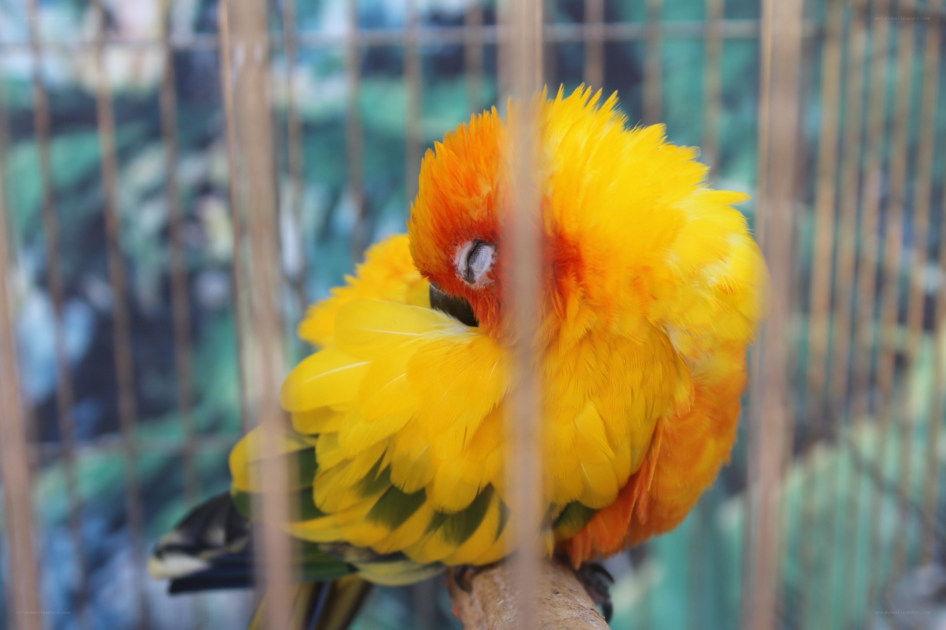 yellow parrot in a cage