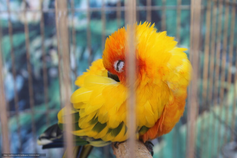 Yellow Parrot in Cage — Calm, Photograph