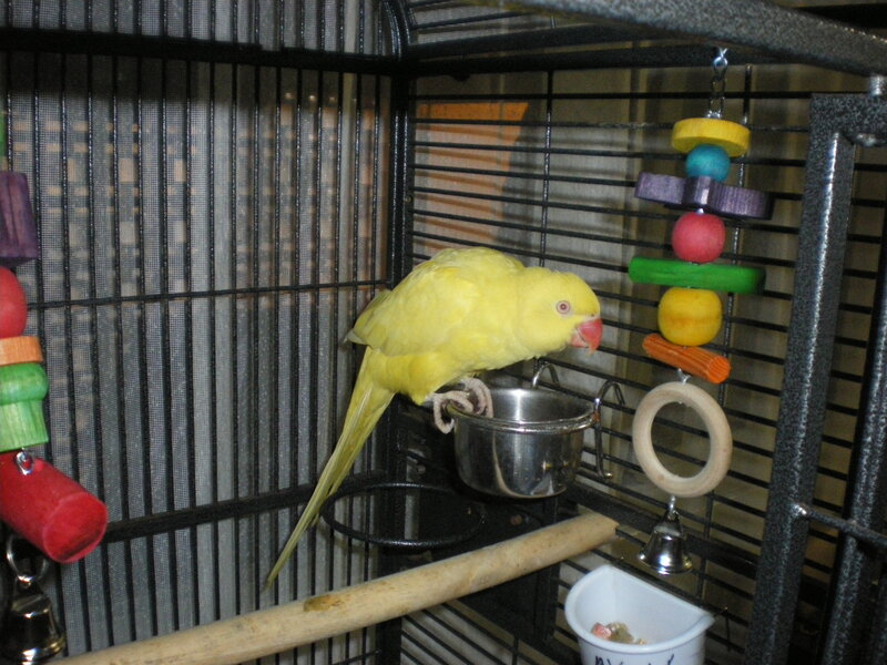 Yellow Parrot in Cage — Calm