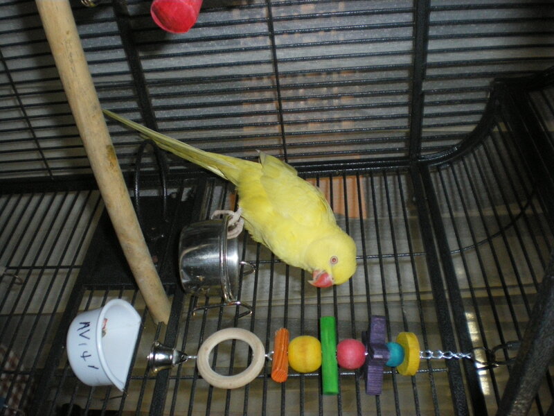 Yellow Parrot in Cage