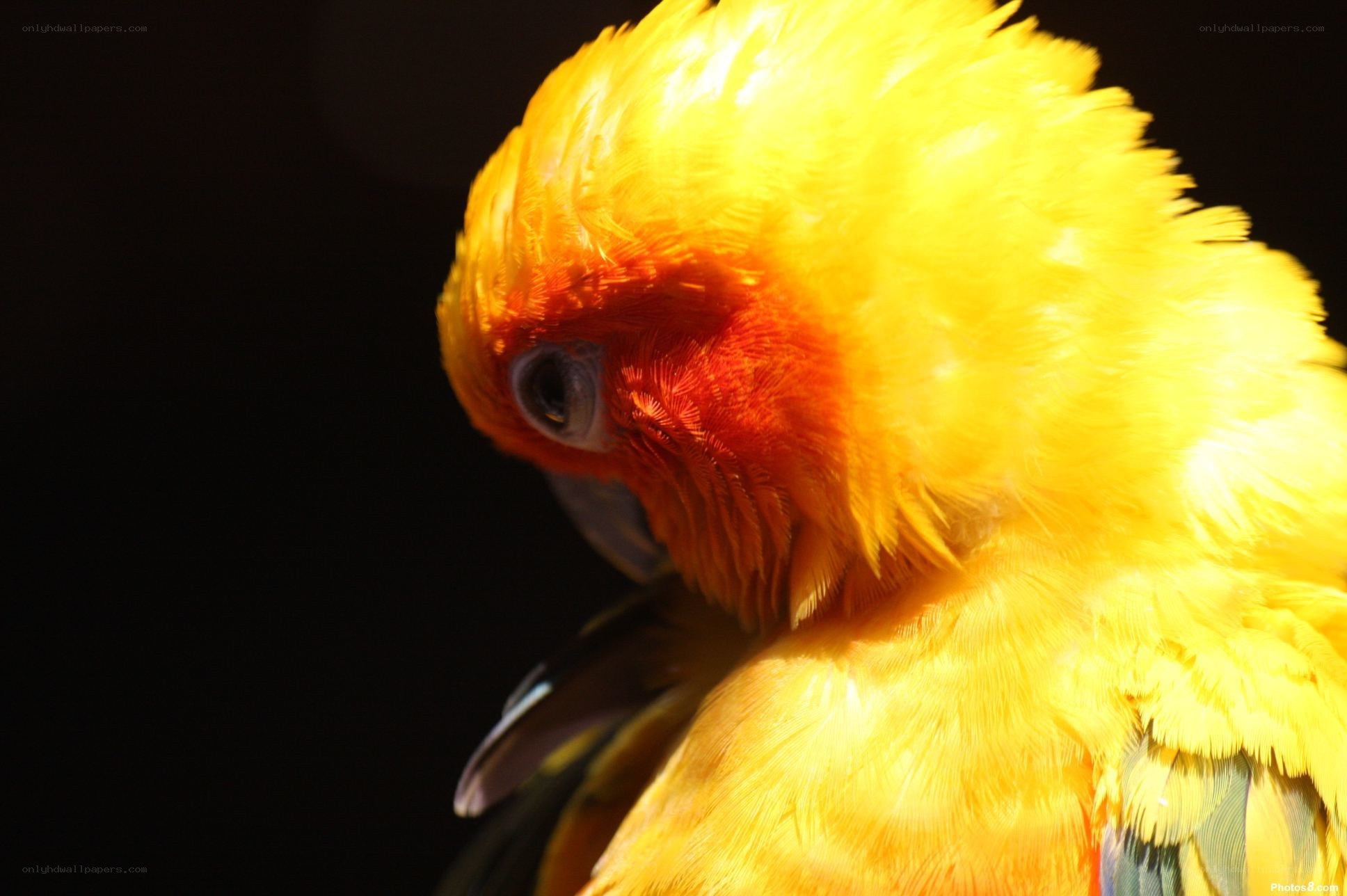 yellow parrot in sunlight