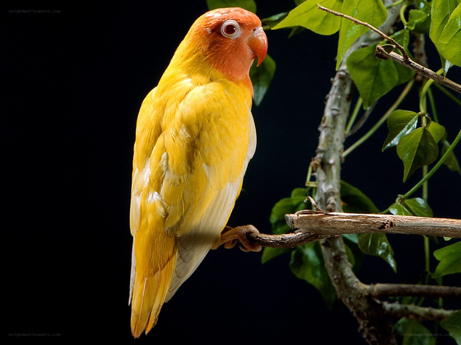 yellow parrot on a branch