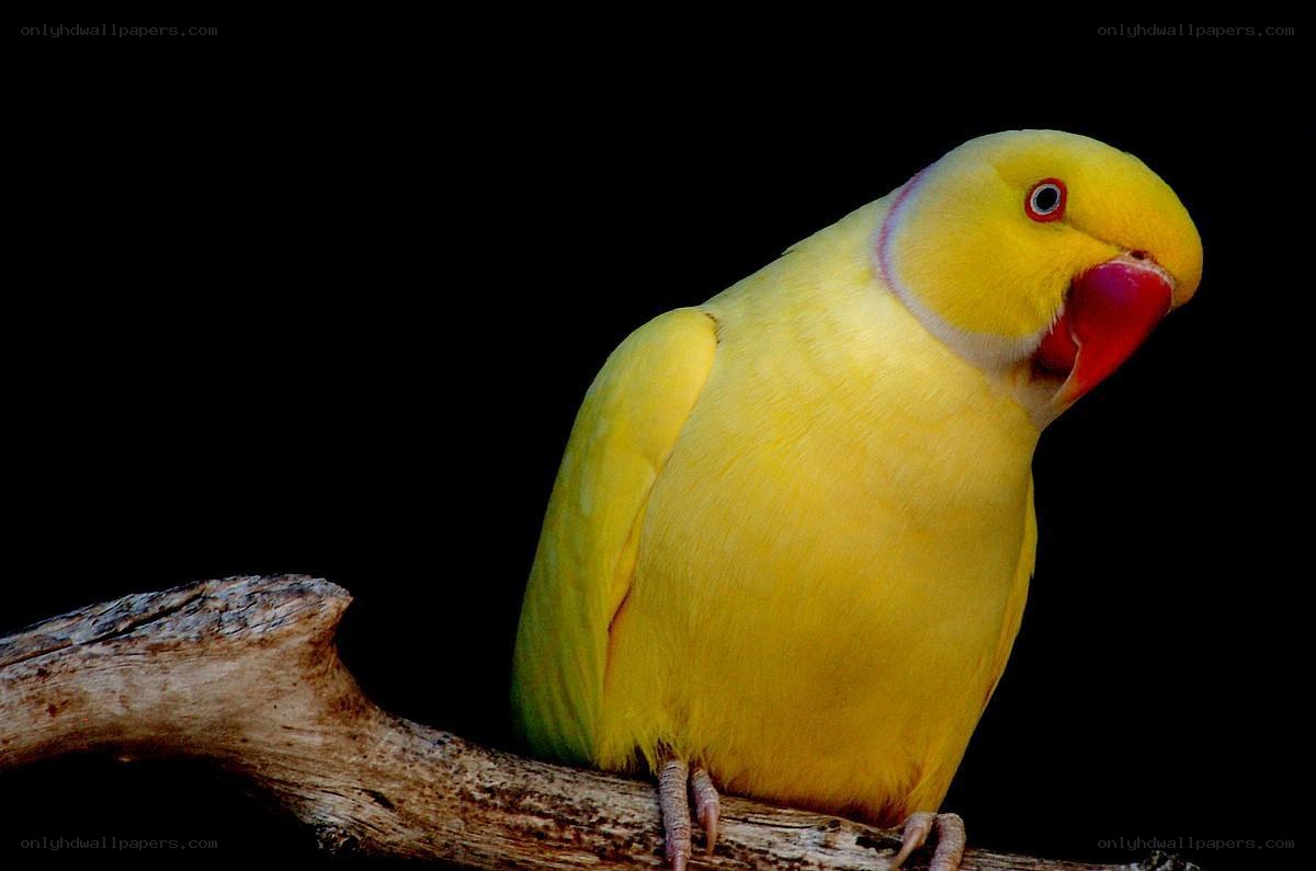 yellow parrot on a branch
