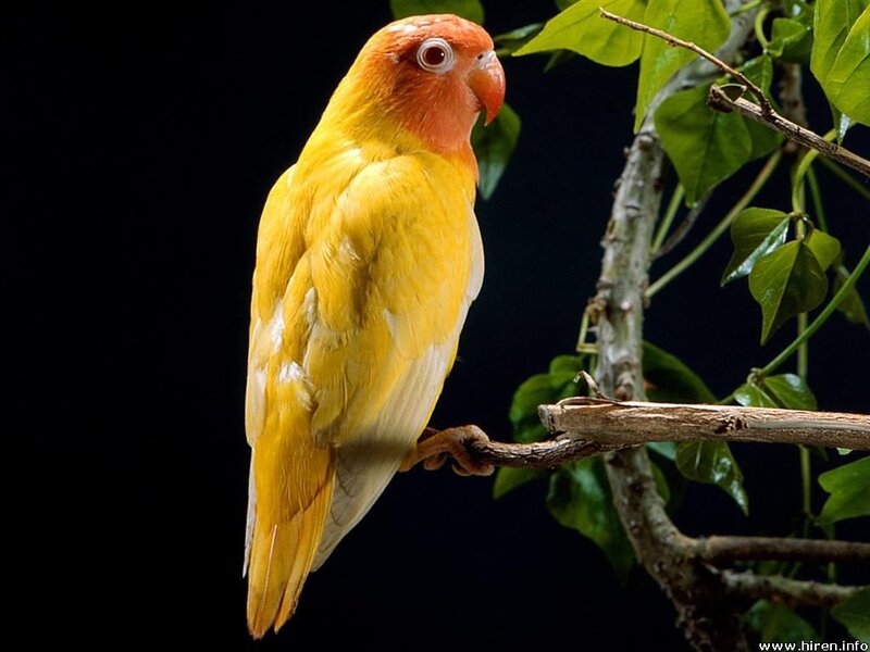 yellow parrot on a branch