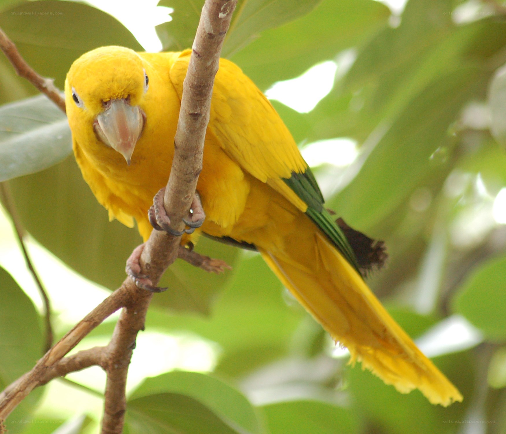 Yellow parrot on a branch