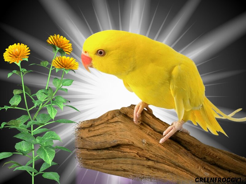 Yellow Parrot on Branch — Dramatic, Digital Art