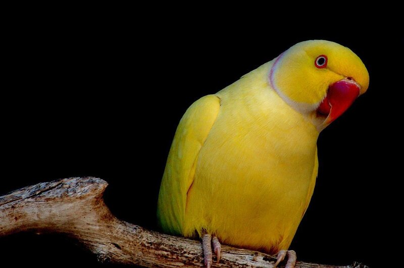 Yellow Parrot on Branch — Dramatic, Photograph, Black