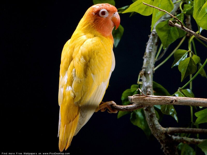 Yellow Parrot on Branch — Dramatic