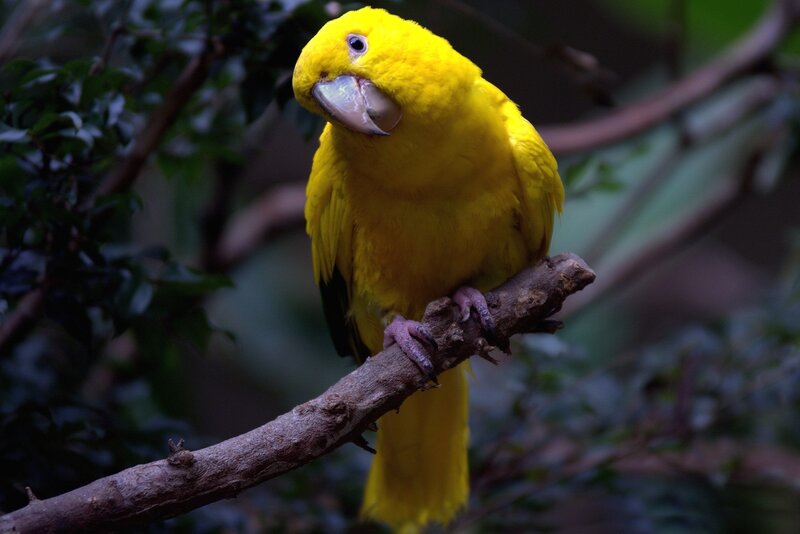 Yellow Parrot on Branch — Natural