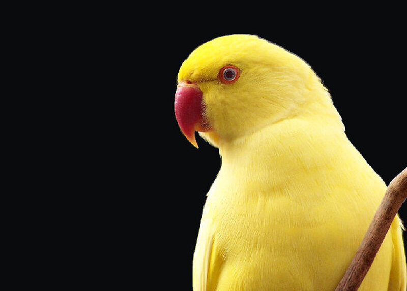 Yellow Parrot on Branch — Neutral