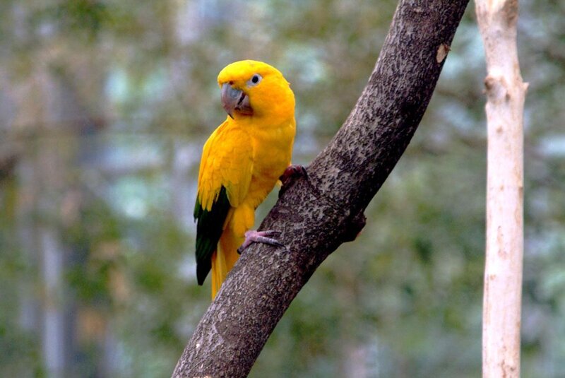 Yellow Parrot on Branch