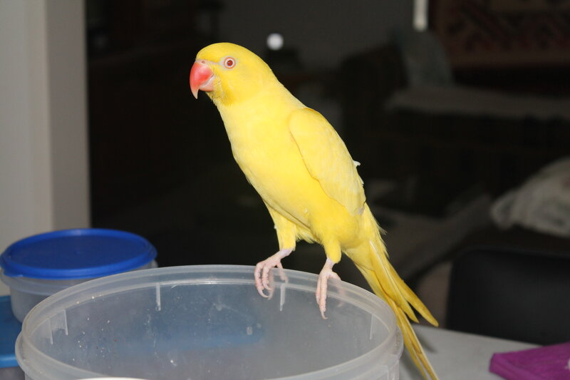 Yellow Parrot on Container — Calm