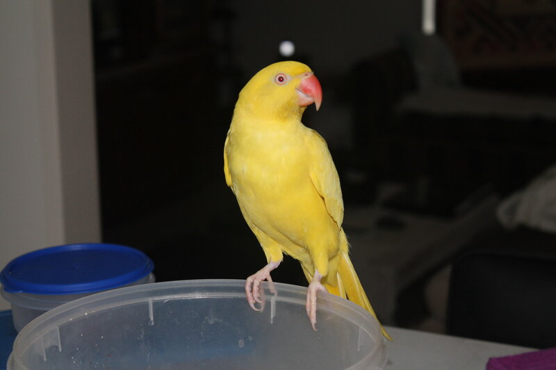 Yellow Parrot on Container