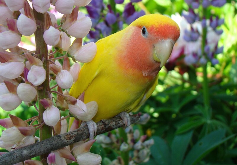 Yellow parrot on flower branch