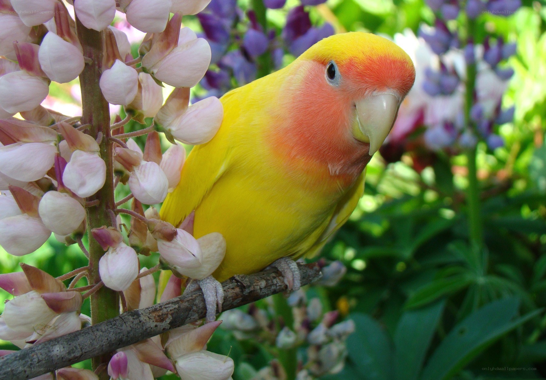Yellow parrot on flower branch