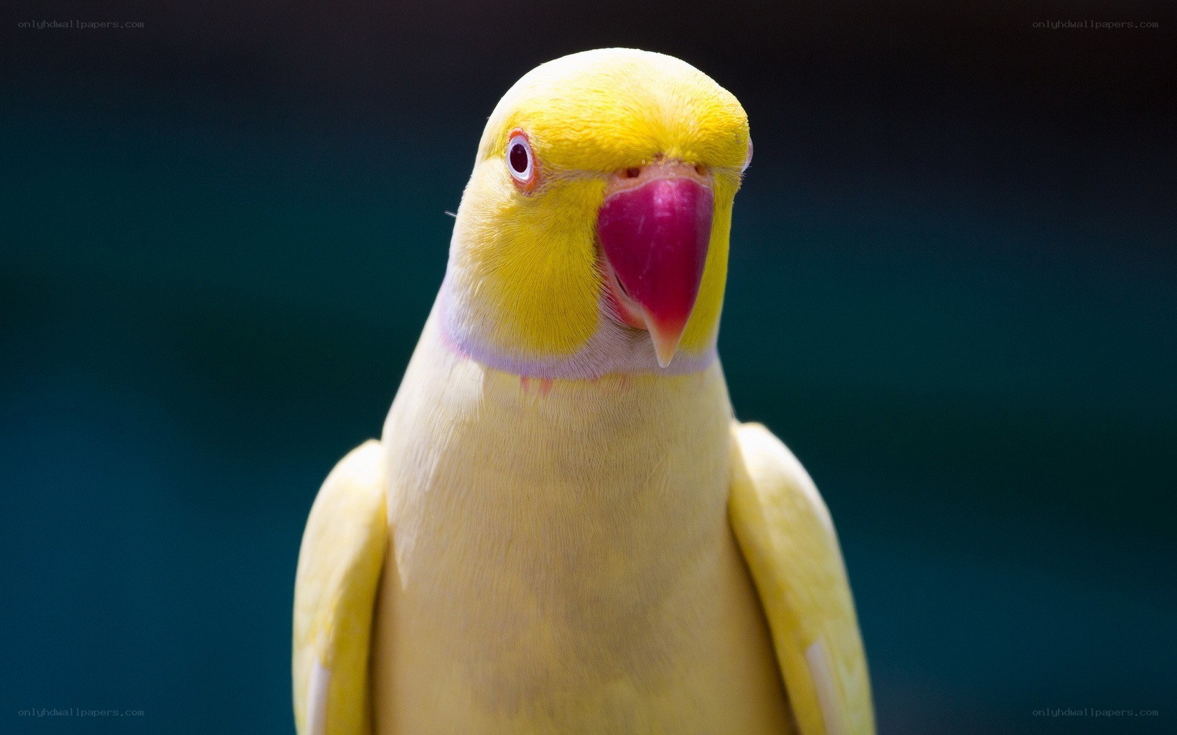 yellow parrot portrait