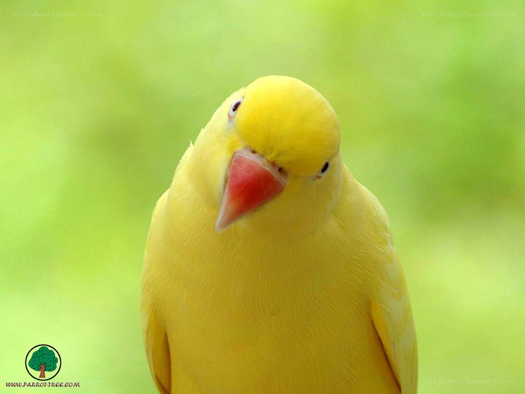 yellow parrot portrait