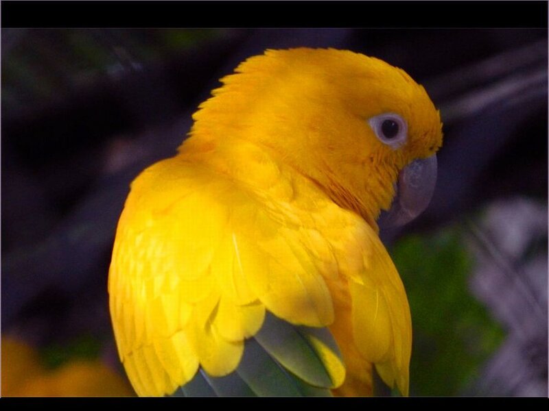 Yellow Parrot