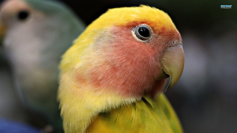 Yellow Parrot with Pink Cheeks