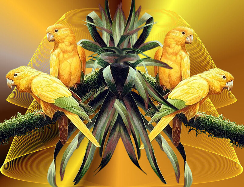 Yellow Parrots on Branch