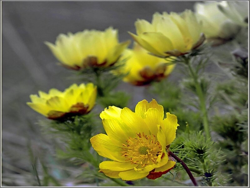 Yellow Pasqueflower Blooms — Natural