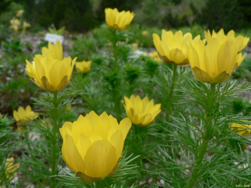 Yellow Pasqueflower Blooms