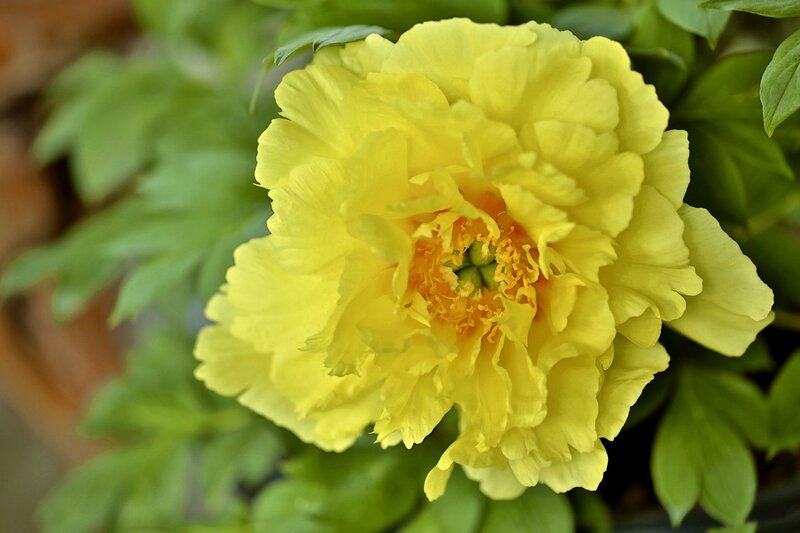 Yellow Peony Flower — Calm, Spring, Photograph