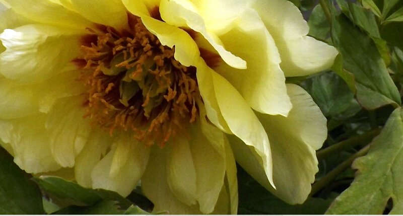 Yellow Peony Flower — Calm, Spring
