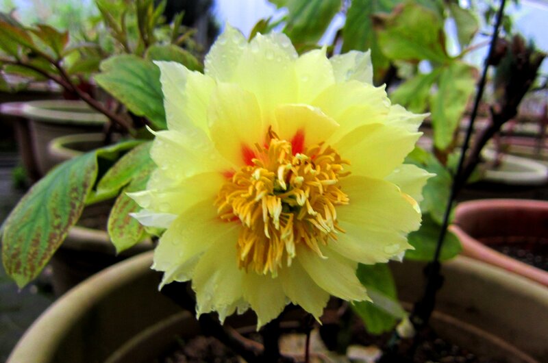Yellow Peony Flower — Calm