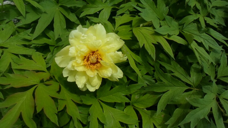 Yellow Peony Flower — Green
