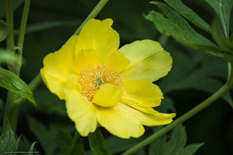 Yellow Peony Flower — Natural