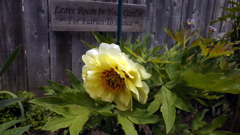 Yellow Peony Flower — Serene, Spring