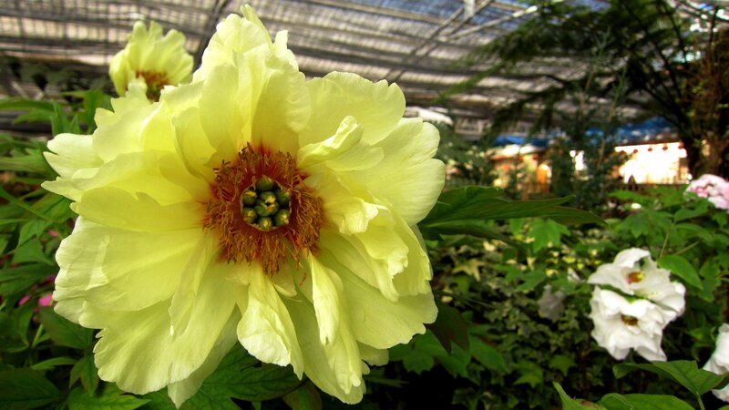 Yellow Peony Flower — Serene