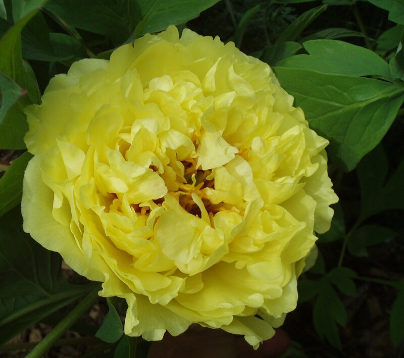 yellow peony flower